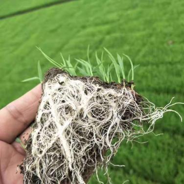 抗逆生根原粉東北苗床生根效果